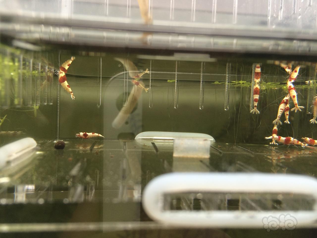 【虾】2016-07-15#RMB拍卖纯血红白10只一份-图2