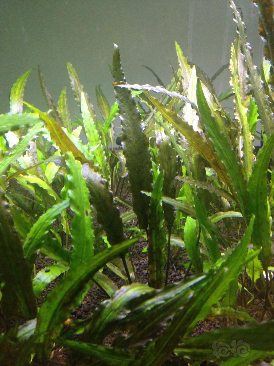 出点咖啡椒草,一米的缸 有60-70株左右吧,10株一份,每份50元,包装5元,