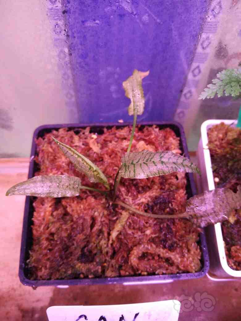 普通椒草也可以很艳丽————细叶紫菲露-图2