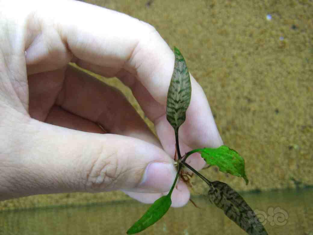 普通椒草也可以很艳丽————细叶紫菲露-图3