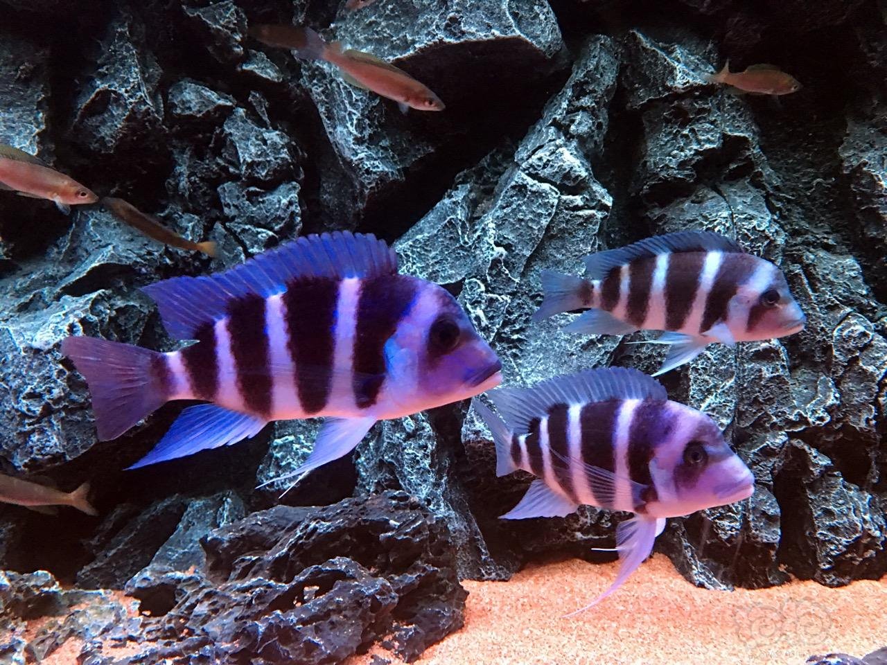 三湖慈鲷三湖新手请多指教