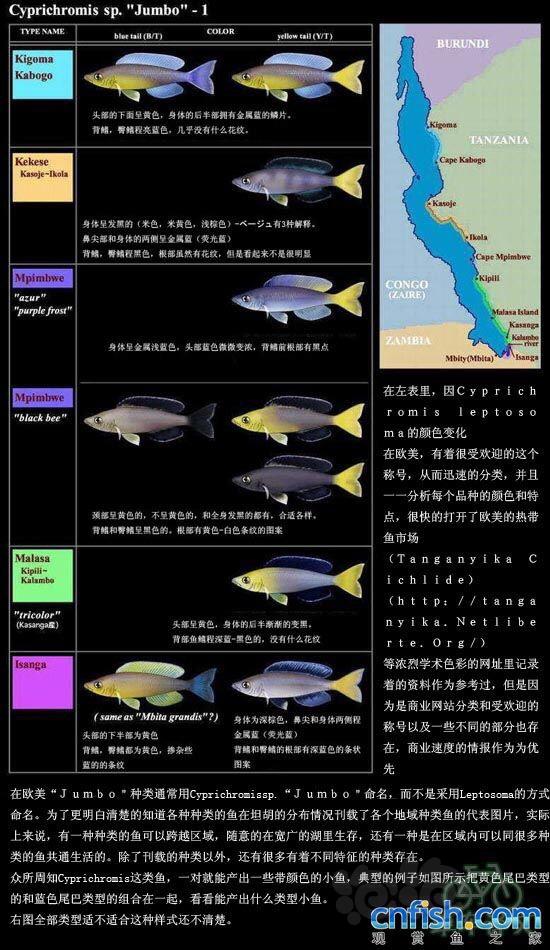 【三湖慈鲷】分享一个常见剑沙的分类及分布图-图1