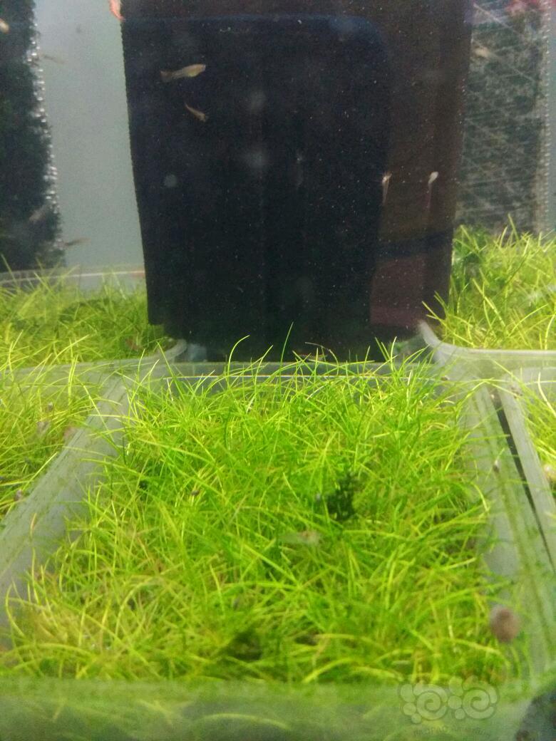 我养的水草终于开始绿了。-图1