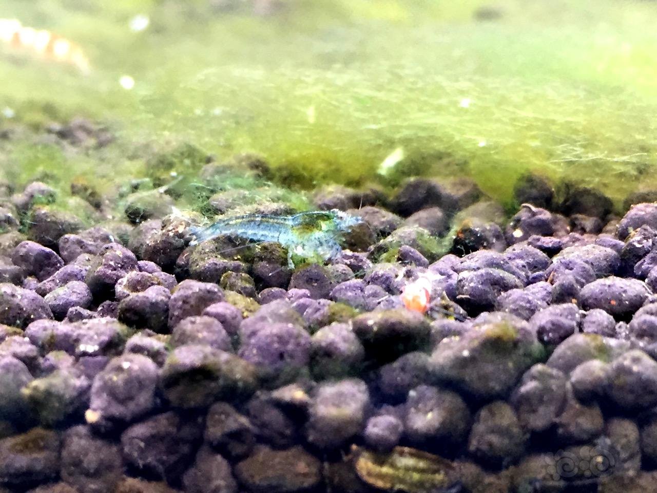 试试发几张渣渣手机拍的图 - 泡泡水族