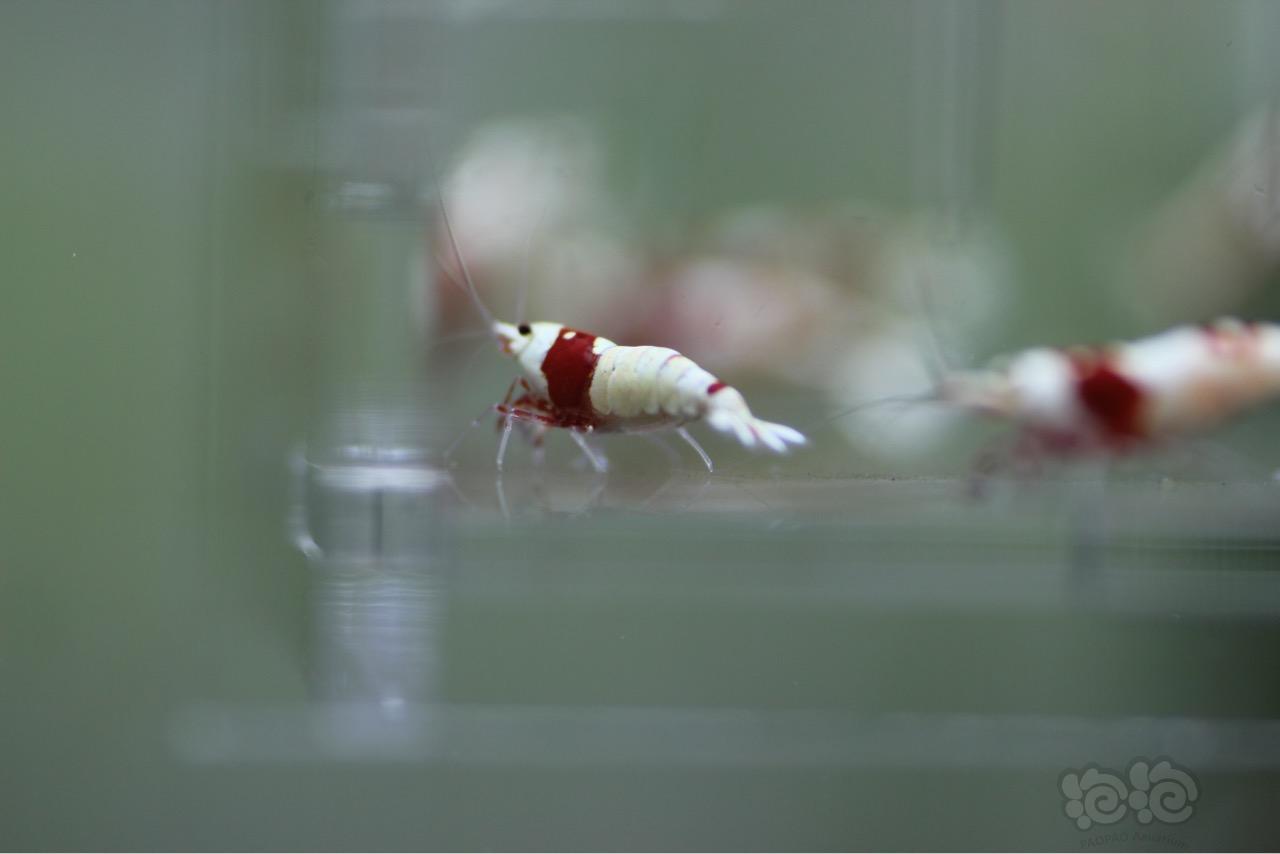 【虾】2016-09-08#RMB拍卖纯血红白10只-图4