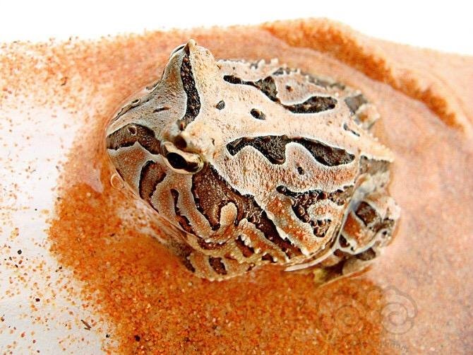 入门级单反拍摄,~南美角蛙-红蝴蝶