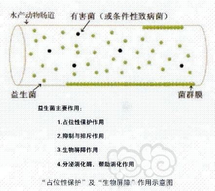 水产养殖过程中常用的七种有益菌-图3