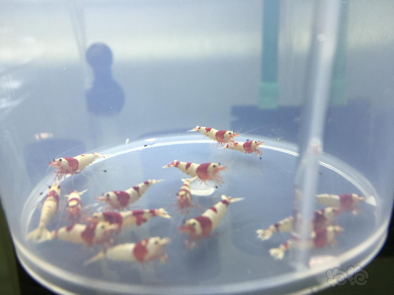 【虾】2016-09-28#RMB拍卖-纯血红白水晶虾15只-图2