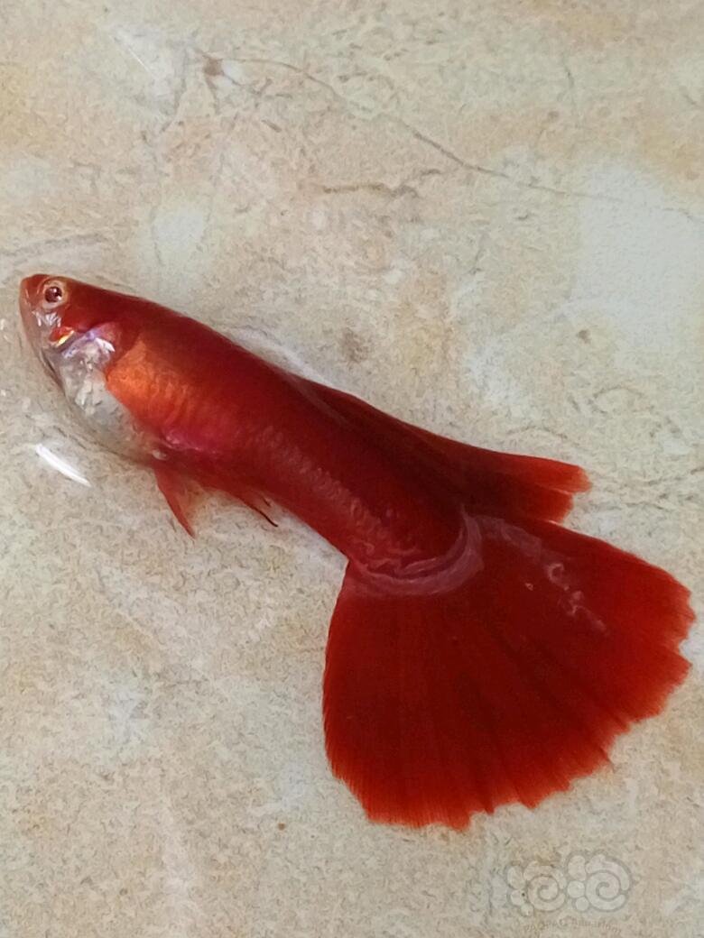 孔雀鱼各位看下这样的红鱼怎样