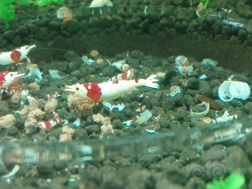 一个夏天过后，红白就只剩公虾和幼虾了-图3