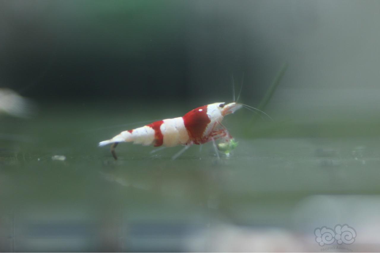 【虾】2016-09-28#RMB拍卖-红白9只-图1
