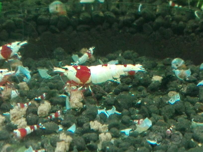 一个夏天过后，红白就只剩公虾和幼虾了-图2