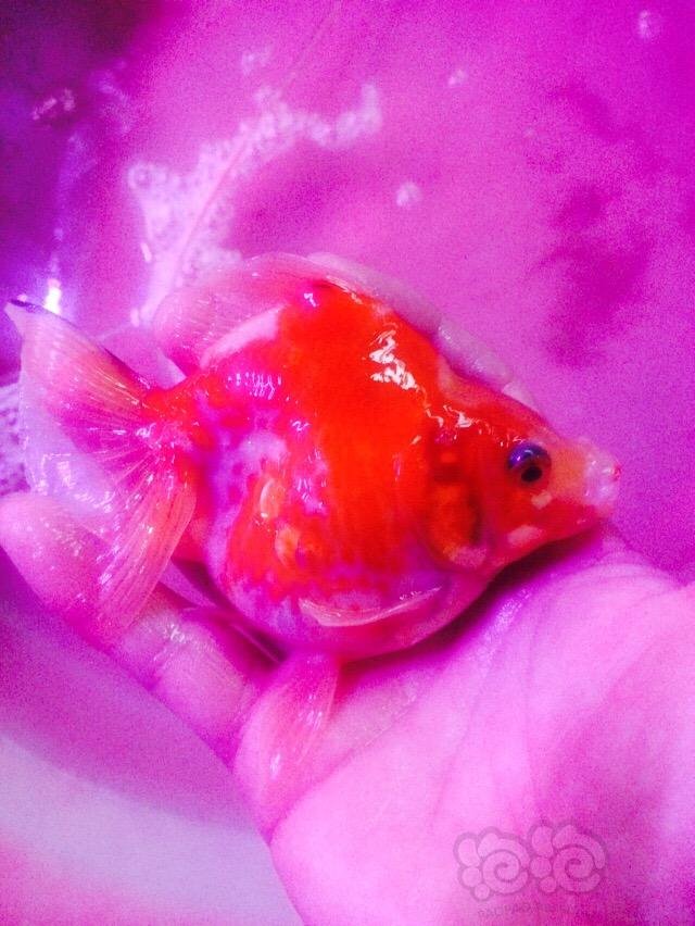 金鱼红白软鳞短尾相中了