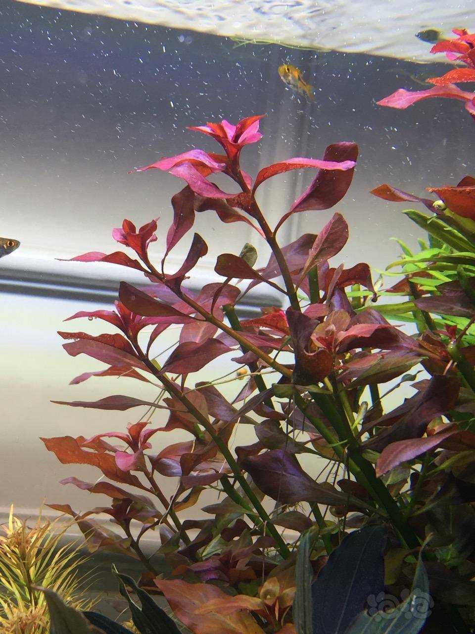 完全水下叶有茎类鲁宾叶底红打头出售