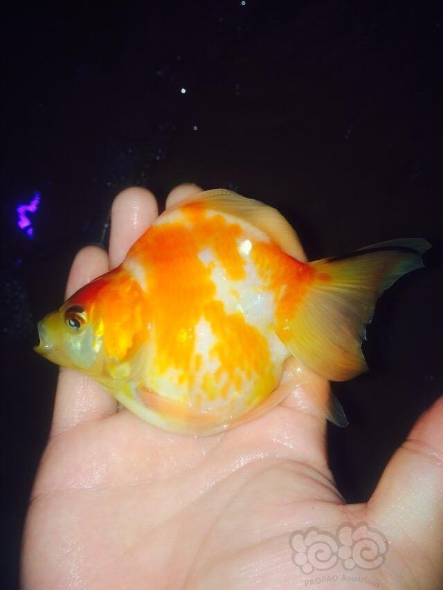 金鱼红白软鳞短尾相中了