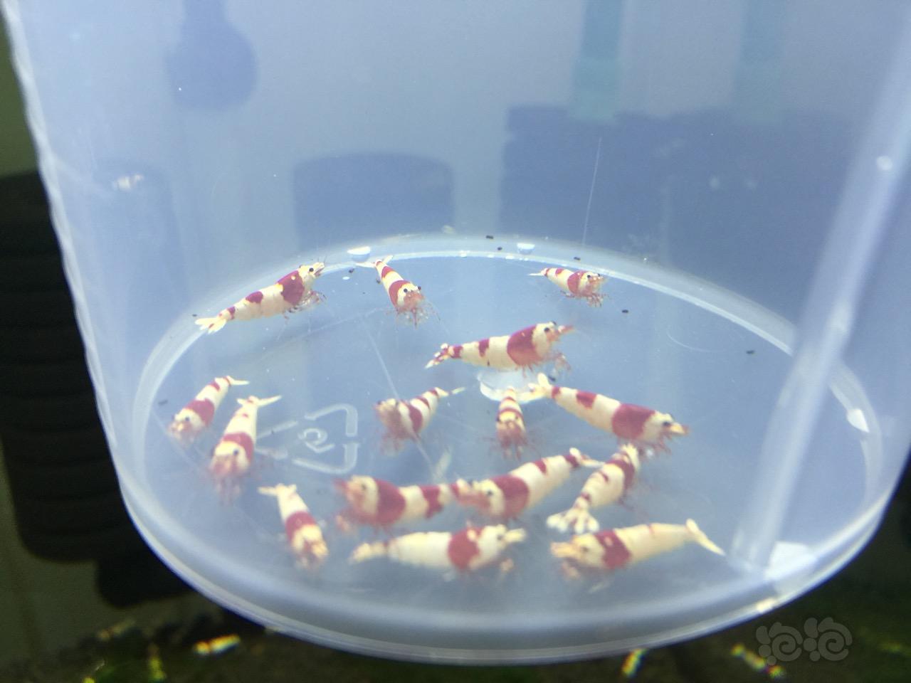 【虾】2016-09-28#RMB拍卖-纯血红白水晶虾15只-图5