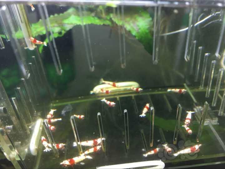 【虾】2016-09-16#RMB拍卖-红白小虾20只-图6