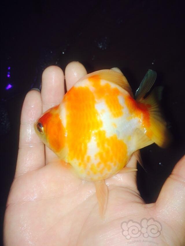 金鱼红白软鳞短尾相中了