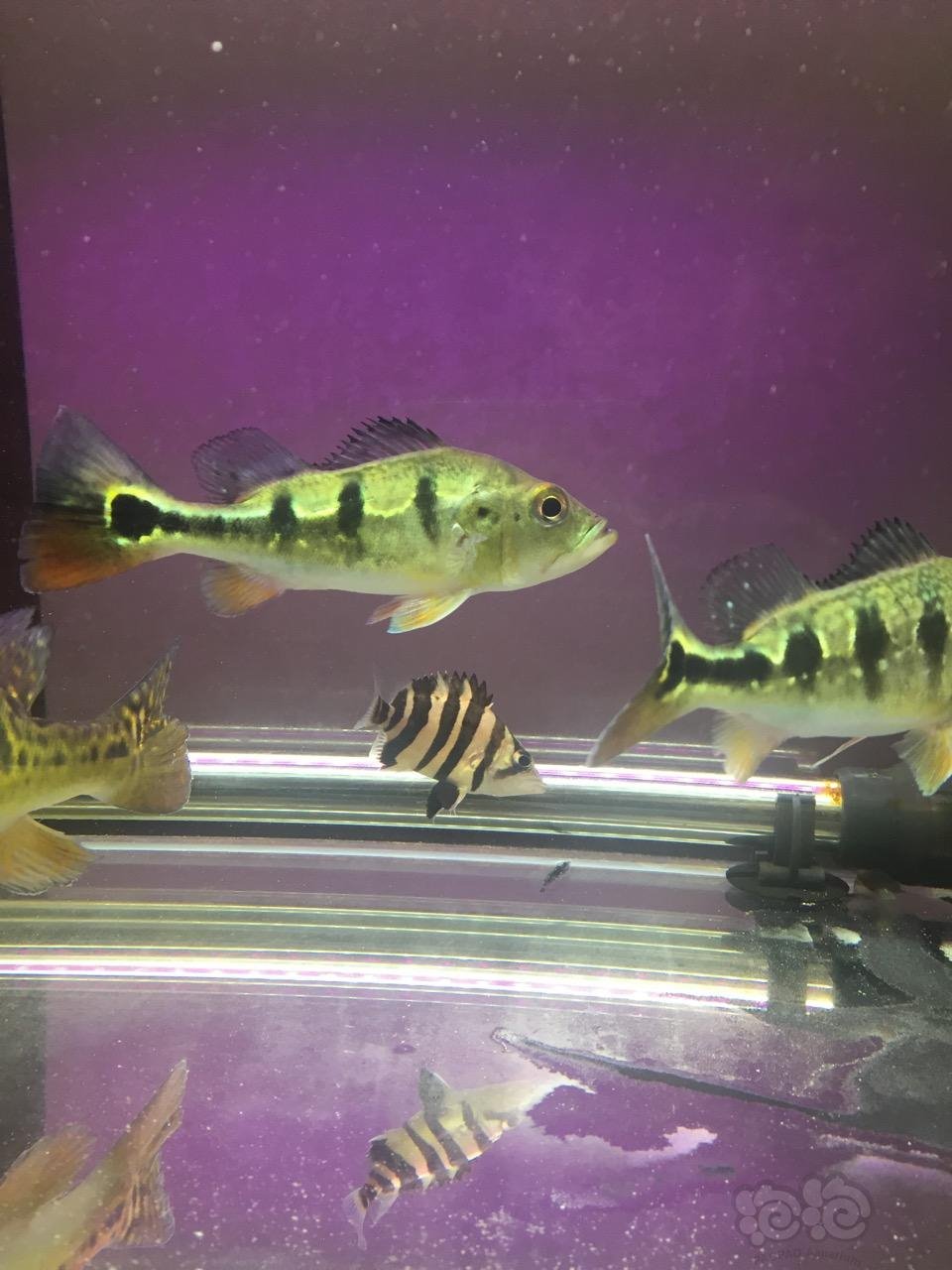 巴西亚皇冠三间还有小虎苗