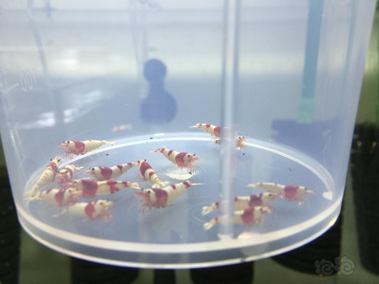 【虾】2016-09-28#RMB拍卖-纯血红白水晶虾15只-图1
