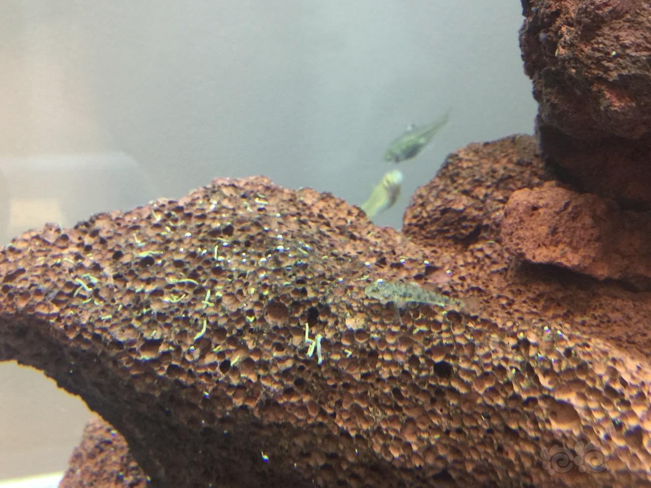 野生鱼进缸群游效果超好,就是粪便太多了