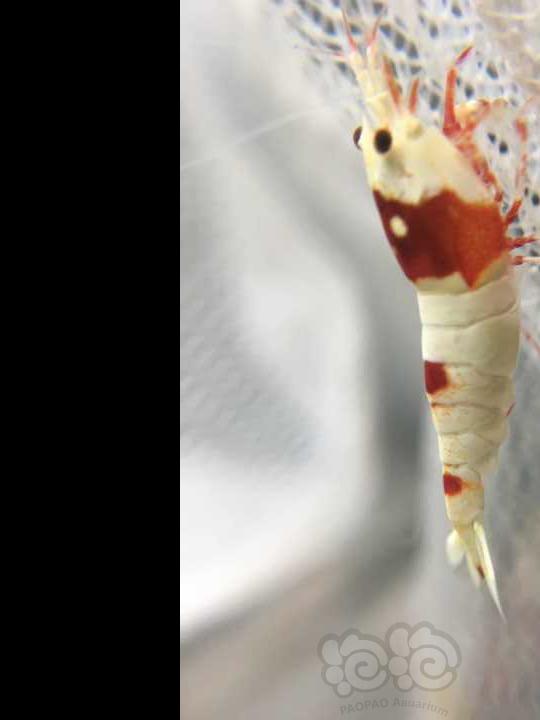 【虾】2016-09-16#RMB拍卖-红白小虾20只-图1
