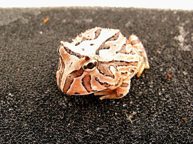 入门级单反拍摄,~南美角蛙-红蝴蝶