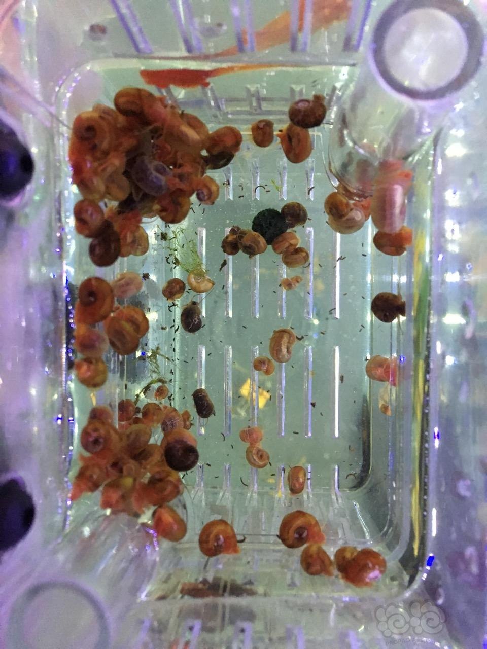 出苹果螺100个50元,黄底虎纹15一颗