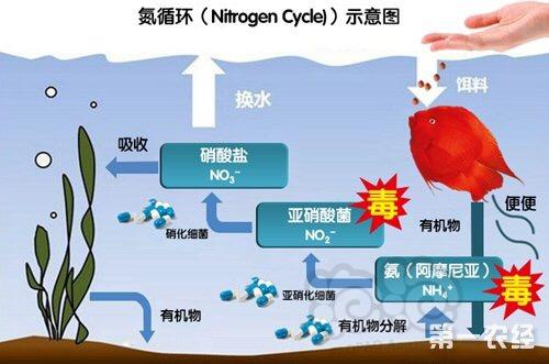 水产养殖过程中常用的七种有益菌