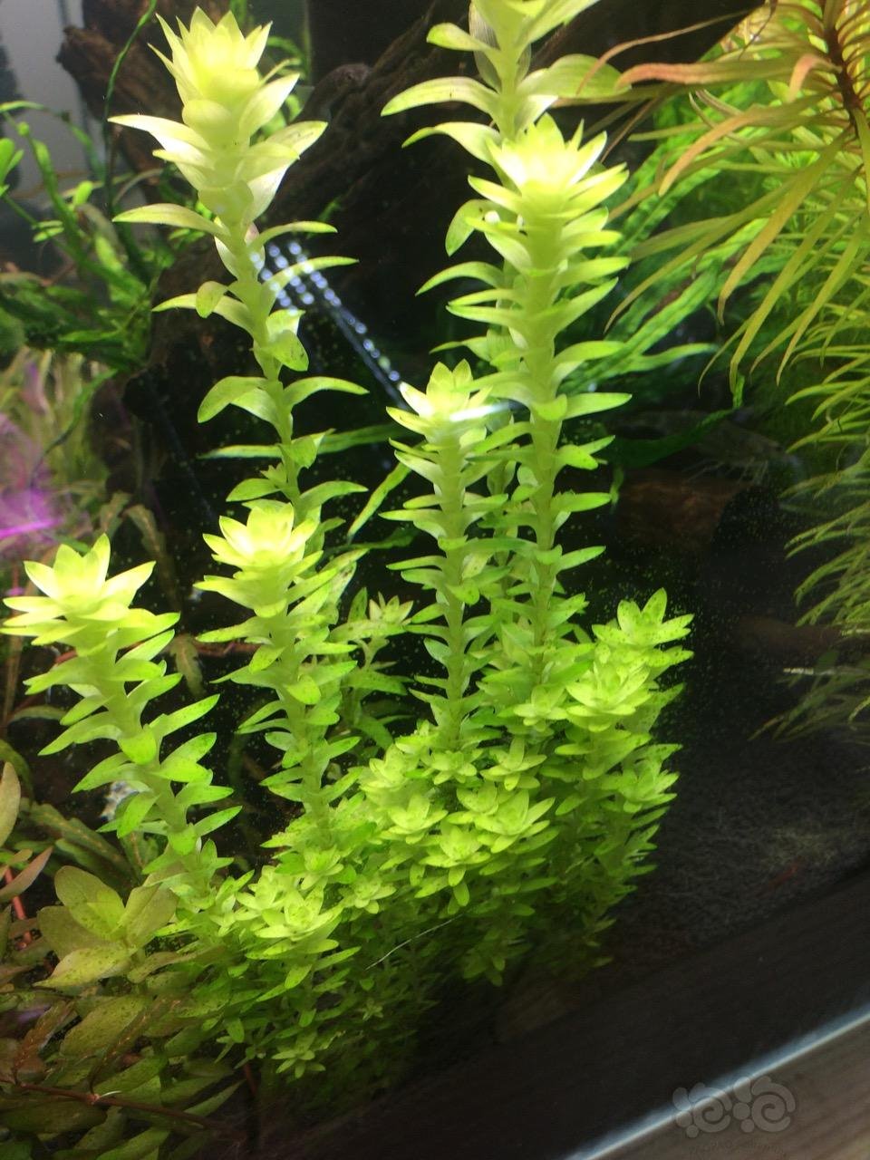 水草造景和种植 溶叶啥情况?