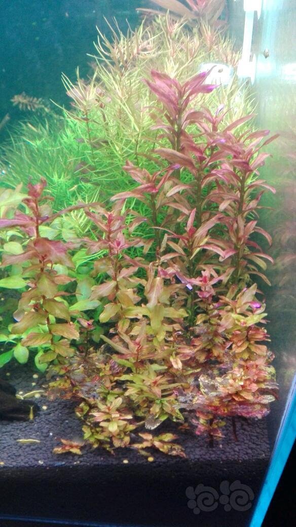 红蝴蝶水上水下叶前后对比