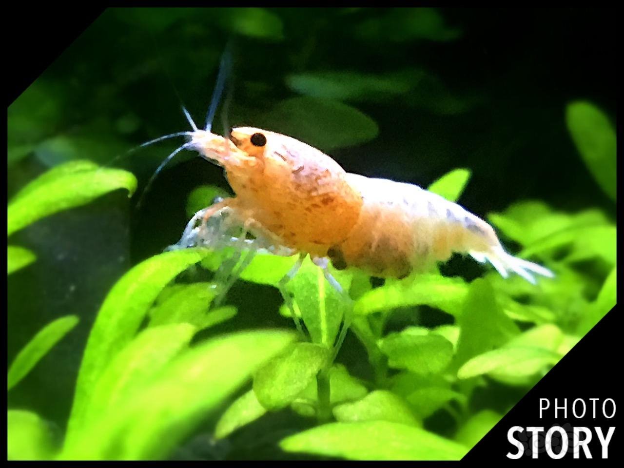 其实金虾也挺好看的