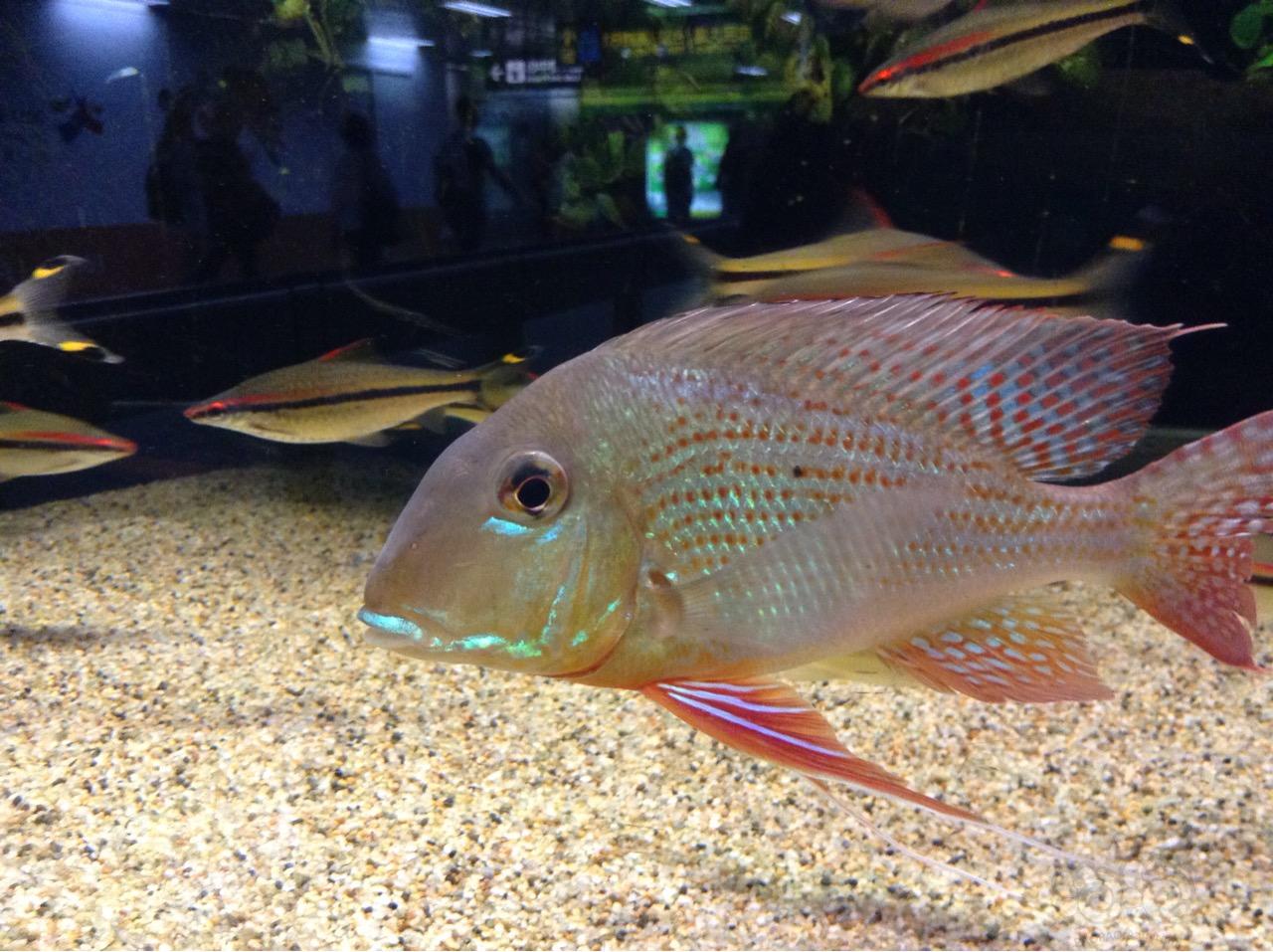 【三湖慈鯛】捷運站養的魚