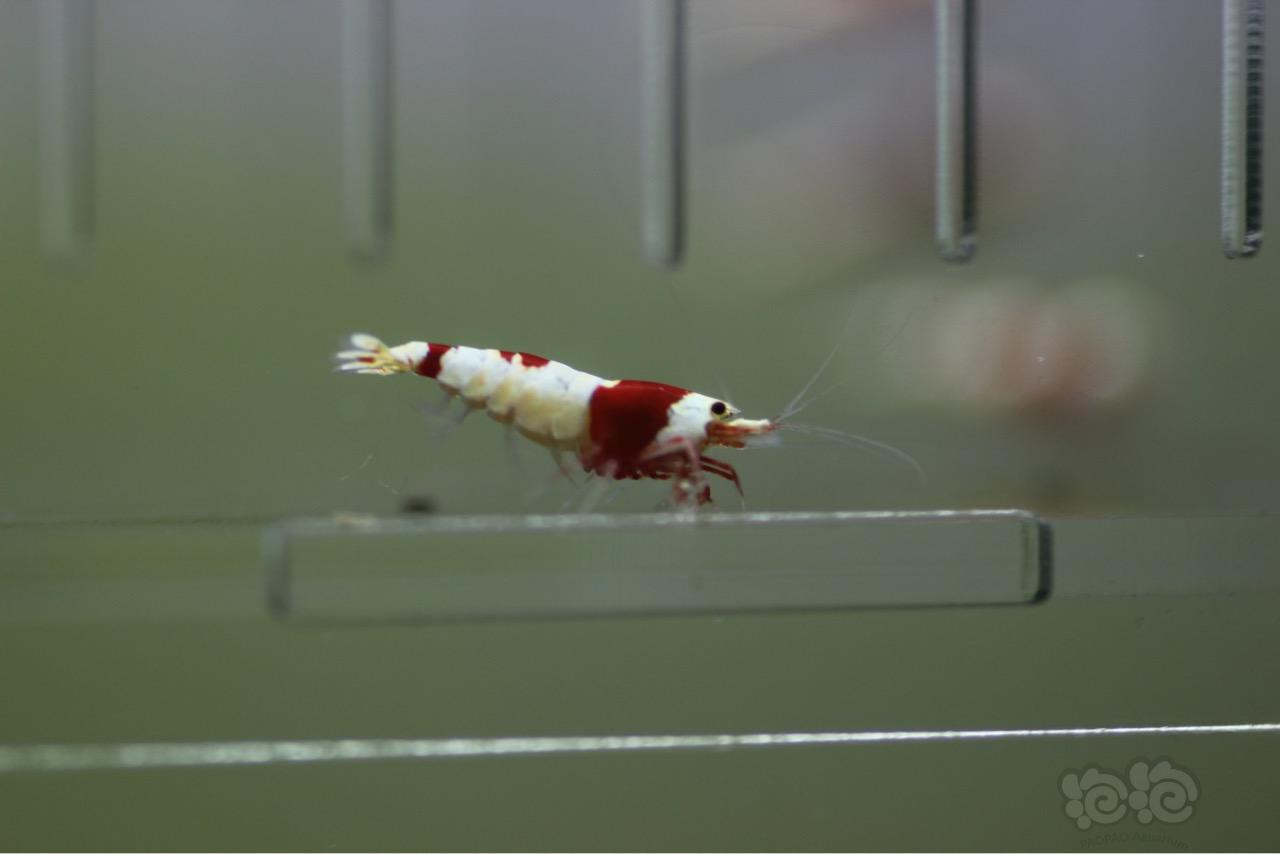 【虾】2016-09-08#RMB拍卖纯血红白10只-图6