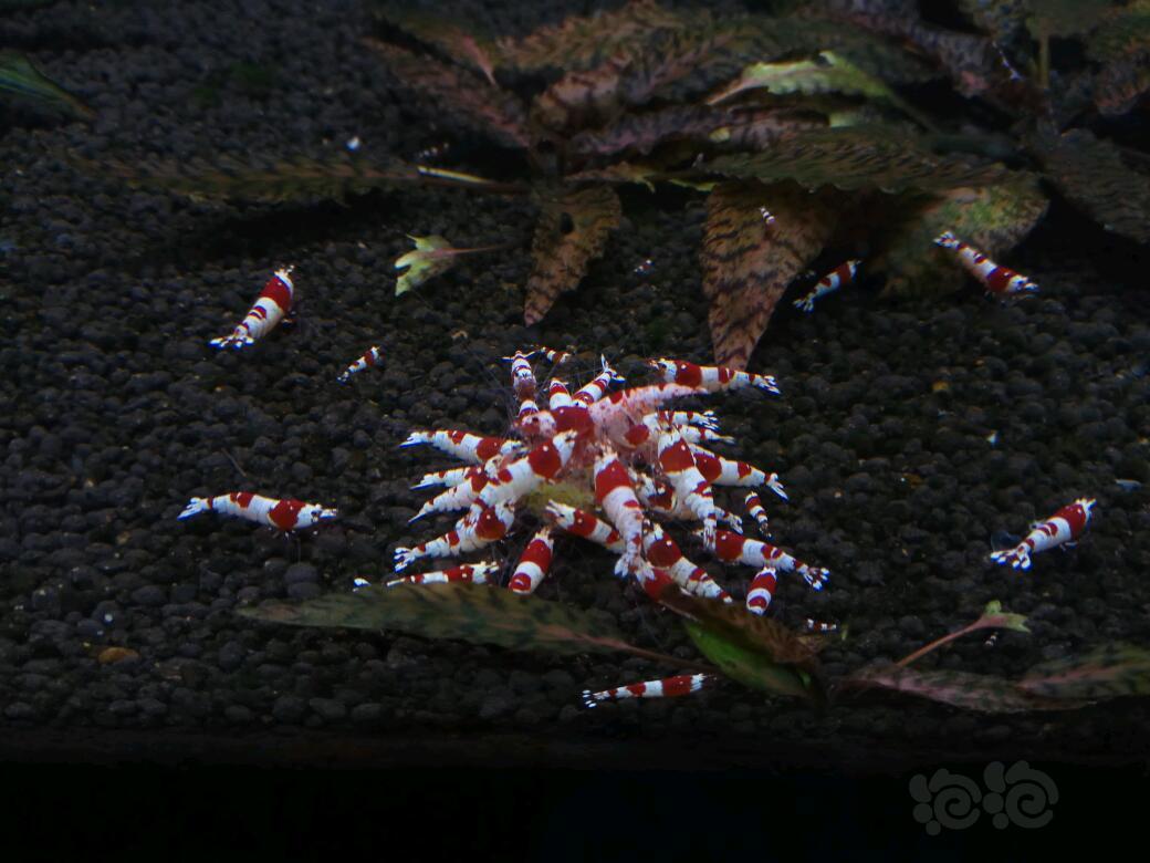 出几组练手红白水晶虾-图1