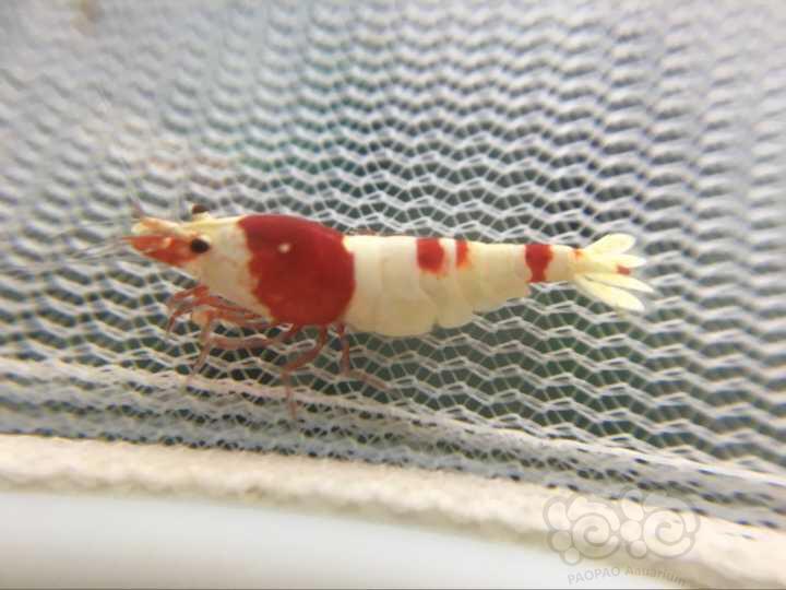 【虾】2016-09-16#RMB拍卖-红白淘汰母虾12只-图3