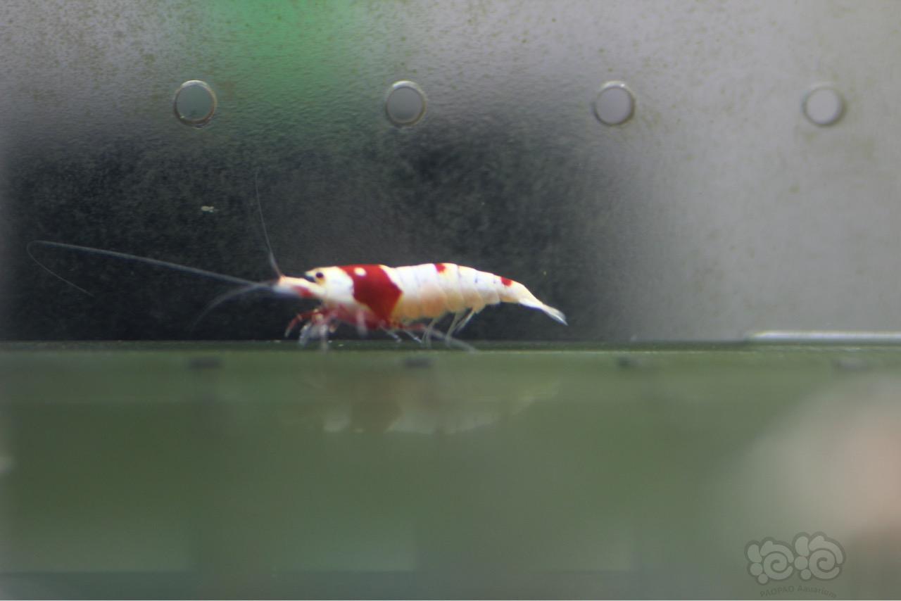 【虾】2016-09-28#RMB拍卖-红白9只-图4
