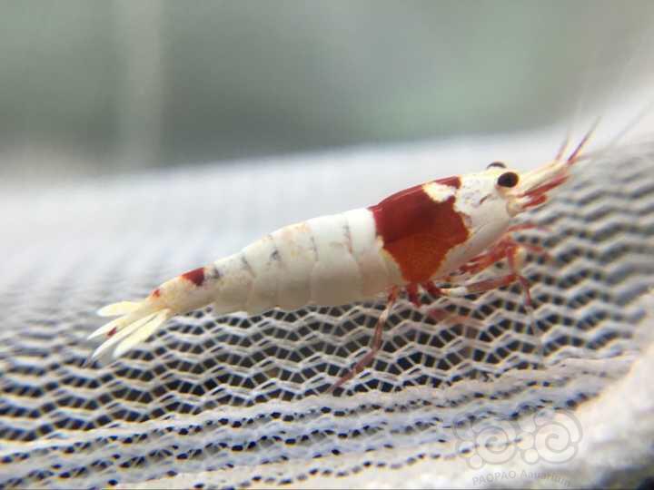 【虾】2016-09-15#RMB拍卖-红白虾6只三公三母-图1
