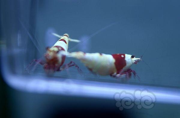【虾】2016-10-12#RMB拍卖纯血红白水晶虾2只-图3