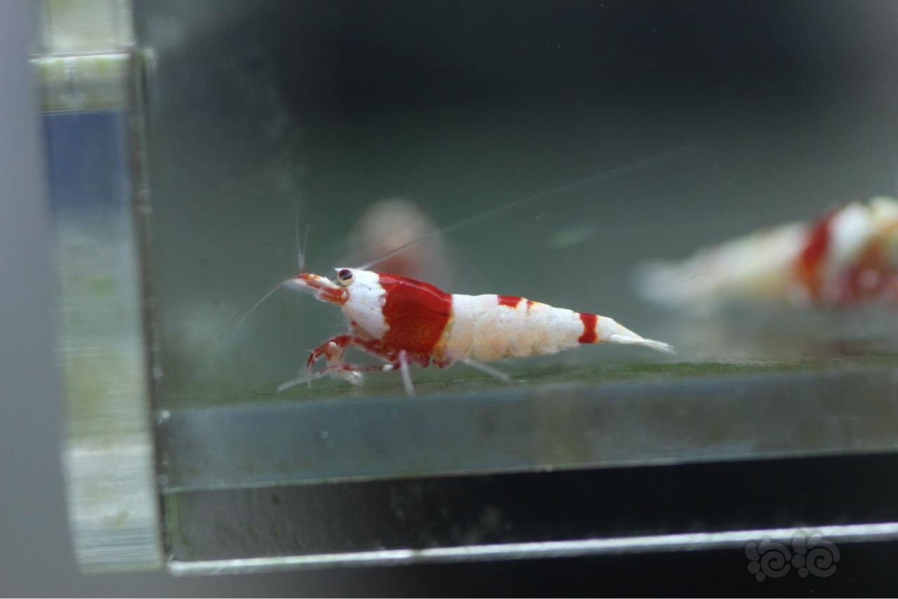 【虾】2016-10-17#RMB拍卖红白水晶虾8只-图1