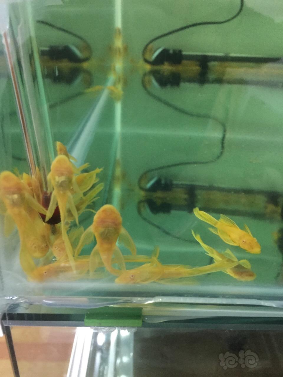【异型】黄黄黄谁告诉我台湾鱼和我的有区别？-图4