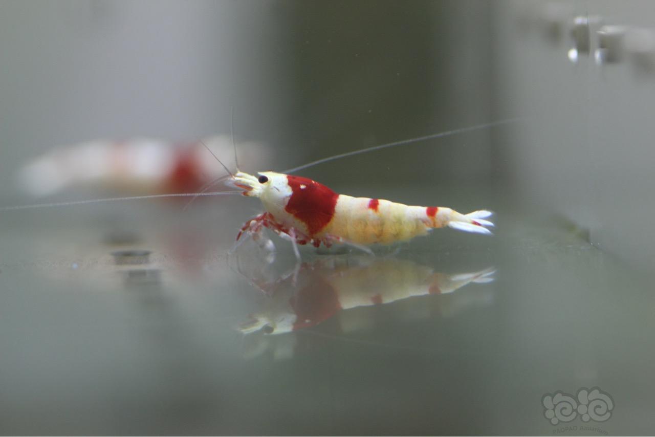 【虾】2016-10-17#RMB拍卖红白水晶虾8只-图4