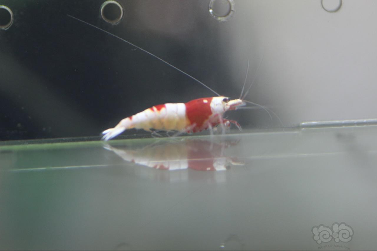 【虾】2016-10-17#RMB拍卖红白水晶虾8只-图5