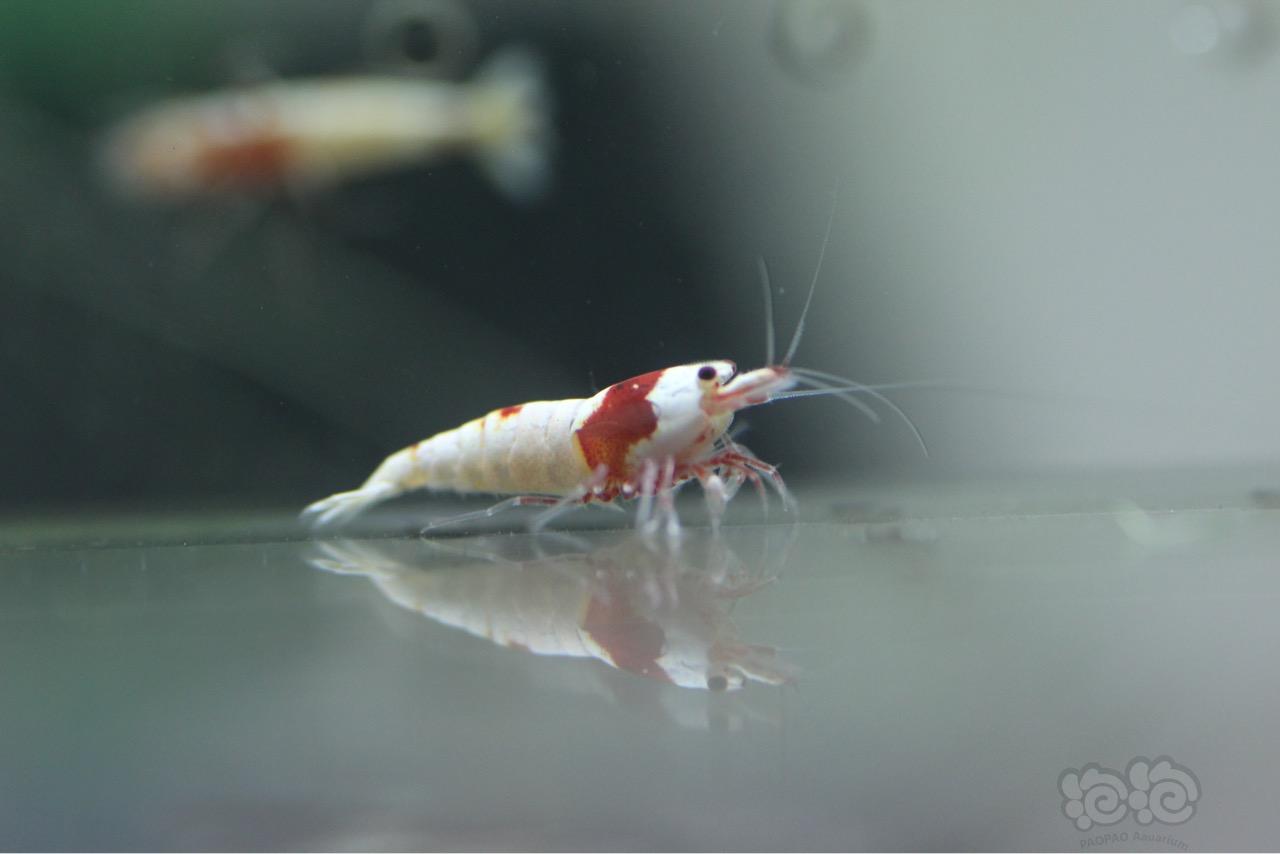 【虾】2016-10-17#RMB拍卖红白水晶虾8只-图3