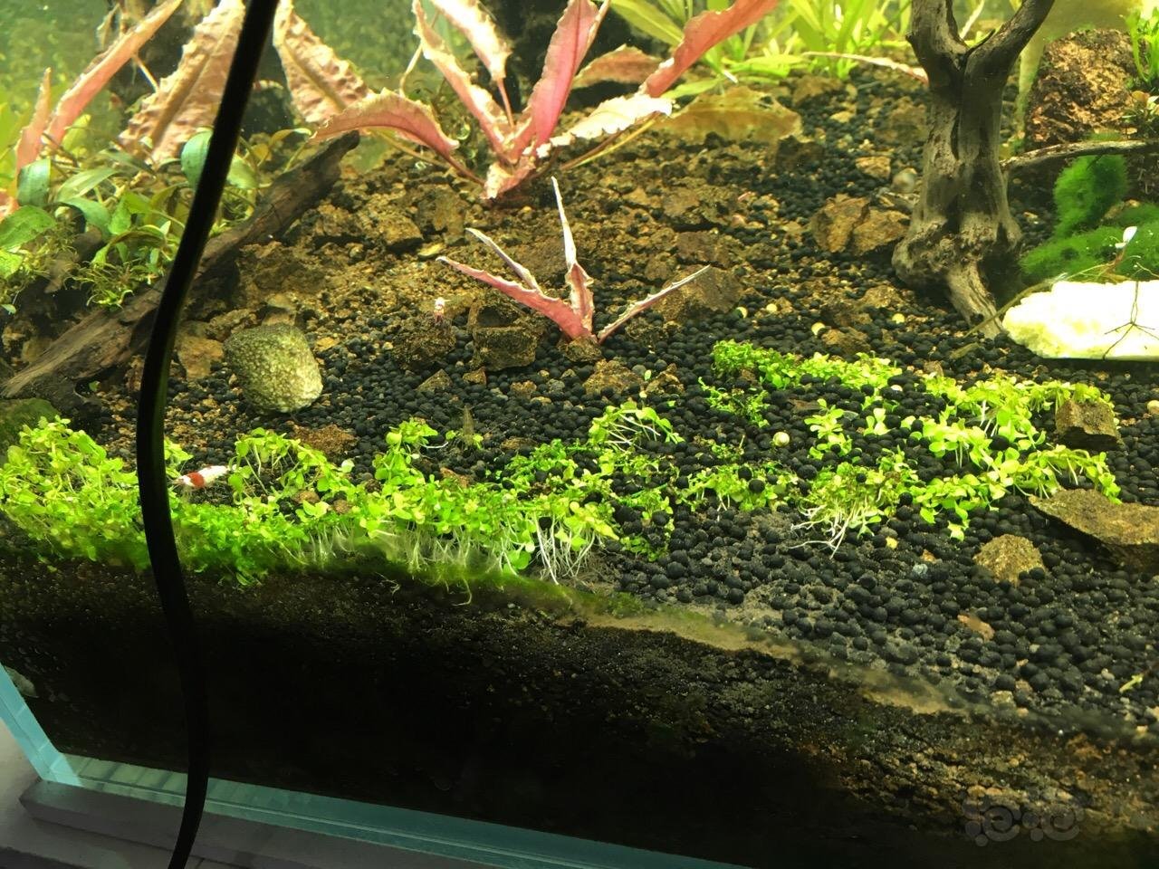 爬地矮珍珠长这样是什么原因?