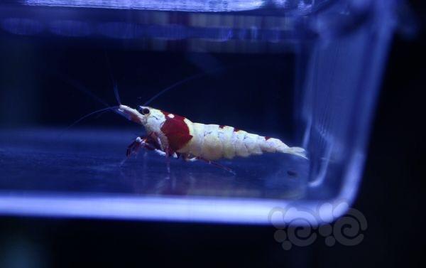 【虾】2016-10-14#RMB拍卖纯血红白水晶虾3只-图3