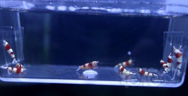 【虾】2016-10-08#RMB拍卖纯血红白水晶虾10只-图1