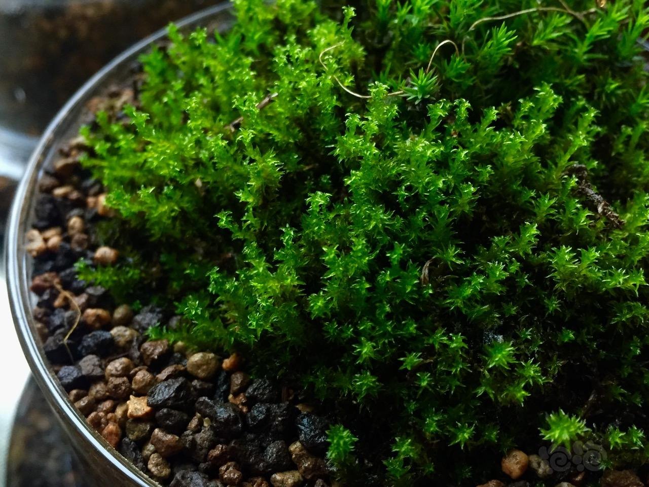 两种星星藓对比 - 泡泡水族