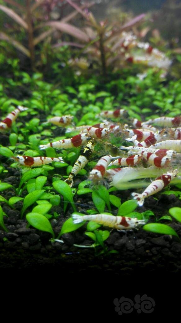 草缸里的水晶虾公