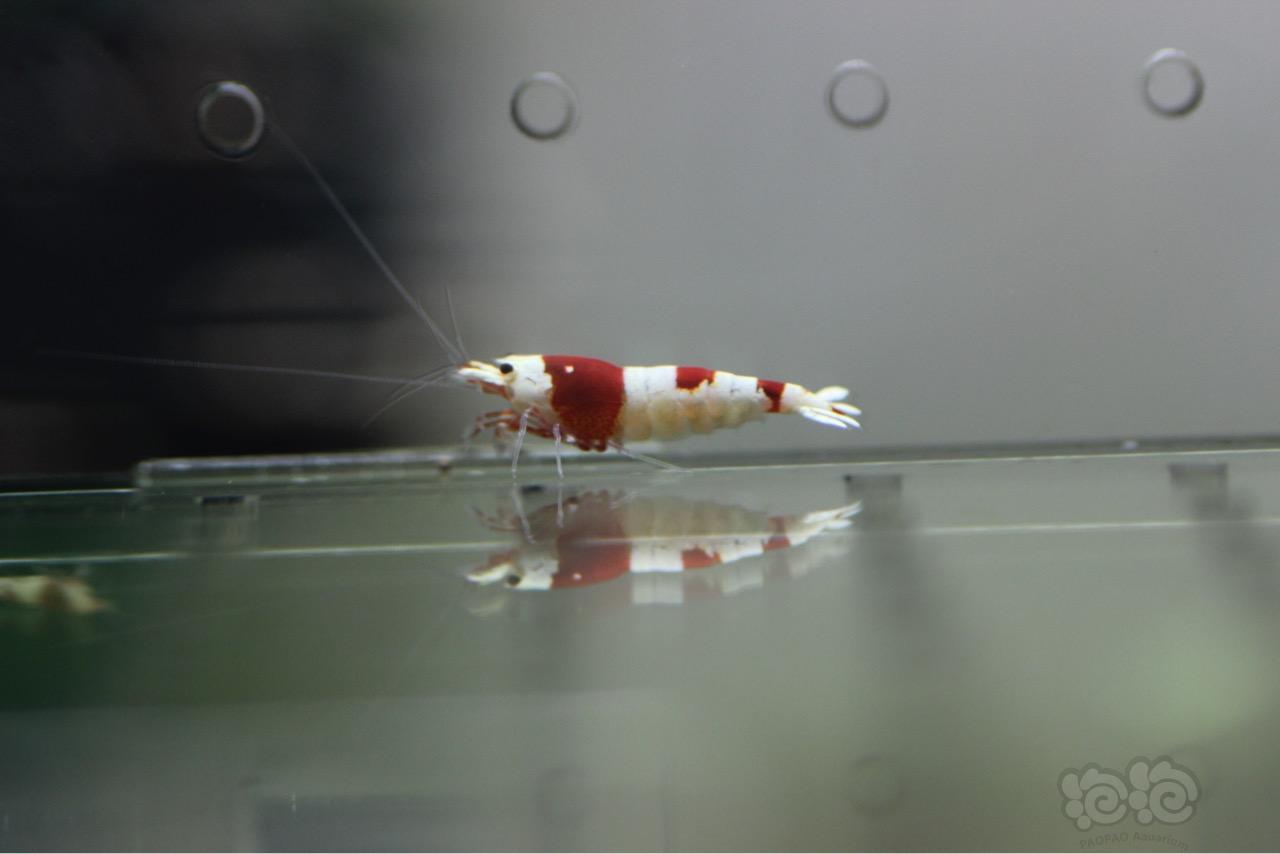 【虾】2016-10-11#RMB拍卖红白8只-图1